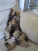 pics of a yorkie turned into a lazy rabbit-lazyteejay6-1-.jpg