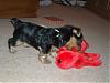 Puppy Pictures a-Plenty!-candy-clifford-big-red-dog-12-1.jpg