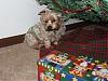 Christmas decorating time....guess who wanted to "help"?-lucky-hiding-under-tree.jpg