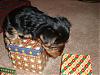 Christmas decorating time....guess who wanted to "help"?-puppy-box.jpg