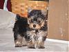 Jasmine is 11 weeks-puppy001-1.jpg