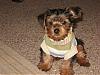 Baby Mylo's new Pics-mylo-his-new-sweater.jpg