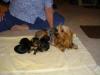Kelly and Nikki's litters...I promised-puppy-dogs-006.jpg