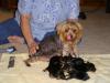 Kelly and Nikki's litters...I promised-puppy-dogs-011.jpg