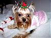 lil Dolly, all ready for the holidays~-girls120307-007.jpg