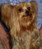 Paulathegroomer's dogs cleaned up!-paula-001-3-.jpg