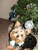 Your Best Present Under the Tree-hpim0508.jpg
