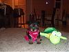 little miss roxy is home-puppyroxy009.jpg