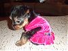 little miss roxy is home-puppyroxy013.jpg