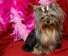 YORKIE PERSONAL AD....!!!! Please look inside-love2.jpg