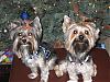 Emma and Milli got Christmas Haircuts-dec1.jpg