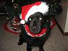 Mylo's christmas pic with his big brother-blackys-christmas-pic.jpg