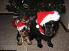 Mylo's christmas pic with his big brother-mylo-blackys-christmas-pic.jpg