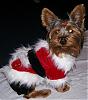 Koda is Santy Clause!-xmas-ninja-koda-064.jpg