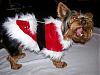 Koda is Santy Clause!-xmas-ninja-koda-065.jpg