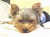 YORKIE PERSONAL AD....!!!! Please look inside-murphyvest3.jpg