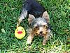 YORKIE PERSONAL AD....!!!! Please look inside-m-duck.jpg