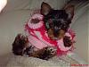 Tara is my Yorkie.-taramodelspink.jpg