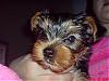 Tara is my Yorkie.-taraportrait.jpg