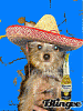YORKIE PERSONAL AD....!!!! Please look inside-306055011_9cfdd0b9.gif