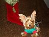Look at me wearing my Christmas shirt-ge-2-003.jpg