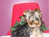 Christmas pictures for this year-lilly-long-hair.jpg