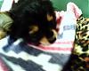 My New Yorkie!-picture-2643.jpg