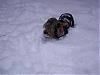 Koda's 1st snow day!-snow-day-013.jpg