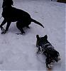 Koda's 1st snow day!-snow-day-018.jpg