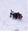 Koda's 1st snow day!-snow-day-017.jpg