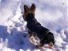 Snow day take 2!  Koda finds his shadow...-snow-day-2-003.jpg