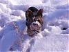 Snow day take 2!  Koda finds his shadow...-snow-day-2-002.jpg