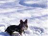 Snow day take 2!  Koda finds his shadow...-snow-day-2-008.jpg