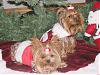 Your Best Present Under the Tree-dscf3336s.jpg
