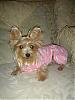 Pretty in Pink, in her pink bed.-dsc00025.jpg