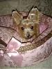 Pretty in Pink, in her pink bed.-dsc00039.jpg