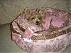 Pretty in Pink, in her pink bed.-dsc00034.jpg