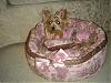 Pretty in Pink, in her pink bed.-dsc00043.jpg