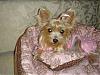 Pretty in Pink, in her pink bed.-dsc00045.jpg