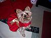 Hallie Ann in Her Pretty Christmas Dress-100_2728.jpg