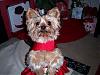 Hallie Ann in Her Pretty Christmas Dress-100_2730.jpg