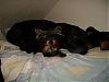 Pixie & my Staffy love to snuggle!-pixiedec4.jpg