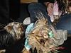 5 Yorkies Meet in Utah!! So Much Fun!!-dsc01439c.jpg