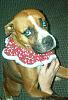 New Christmas Duds!-dogs-xmas-pics-008.jpg