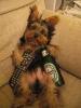 Pics of a VERY bad yorkie!-funnyteejay-1-.jpg