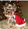 Christmas Photo Shoot-dsc031302.jpg