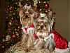 Christmas Photo Shoot-dsc03154.jpg