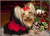 Destiny's Christmas Pictures!!-destiny-xmas-02.jpg