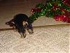 10 weeks old and as playful as ever!!-pups-playing-10wks-04.jpg