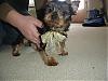 I'm FINALLY a dog owner!!!-dsc00747.1.jpg